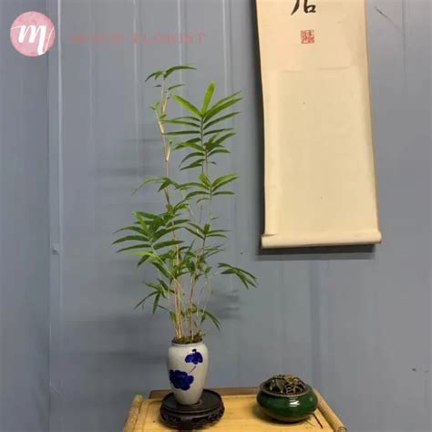 室內植物 竹|2024年精選20種室內植物人氣推薦！同場加映帶來好風水植物的5。